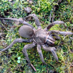 Leia mais sobre o artigo Ep6- Aranhas invadiram minha casa!