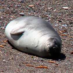Leia mais sobre o artigo Ep24- Animal perdido na praia, como ajudar?