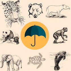 Leia mais sobre o artigo Ep35- Espécie bandeira ou espécie guarda-chuva?