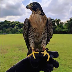 Leia mais sobre o artigo Ep68- Aves de Rapina e Falcoaria