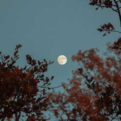Leia mais sobre o artigo Ep83- A lua tá boa para plantar?