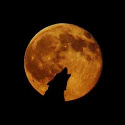 Leia mais sobre o artigo Ep84- A lua e os animais