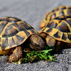 tartarugas cagados jabutis