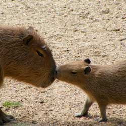 Leia mais sobre o artigo Ep145- Capivara: PET ou carne exótica?