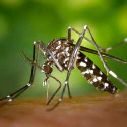 Leia mais sobre o artigo Ep175- Dengue ou Chikungunya?